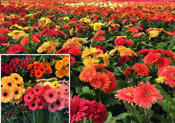 Festival Flowers
