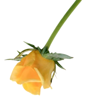 grdeen